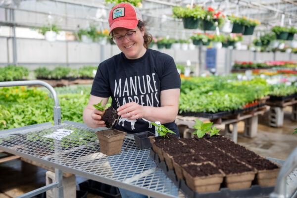 farmer transplants pepper plants into 4" cowpots