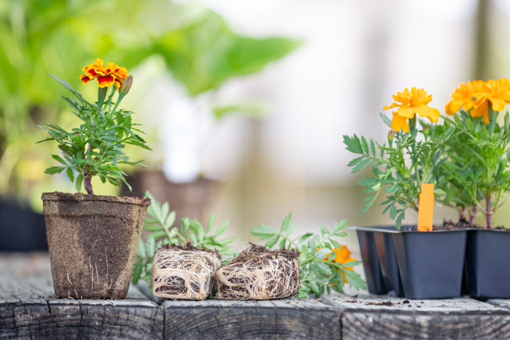 comparing roots in plants growing in cowpots to plastic pots