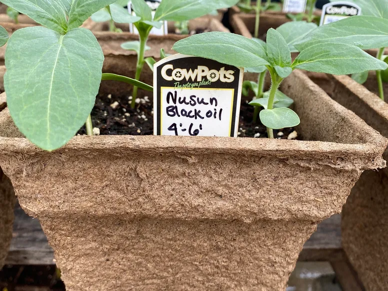 giant sunflowers growing in a #7 cowpot