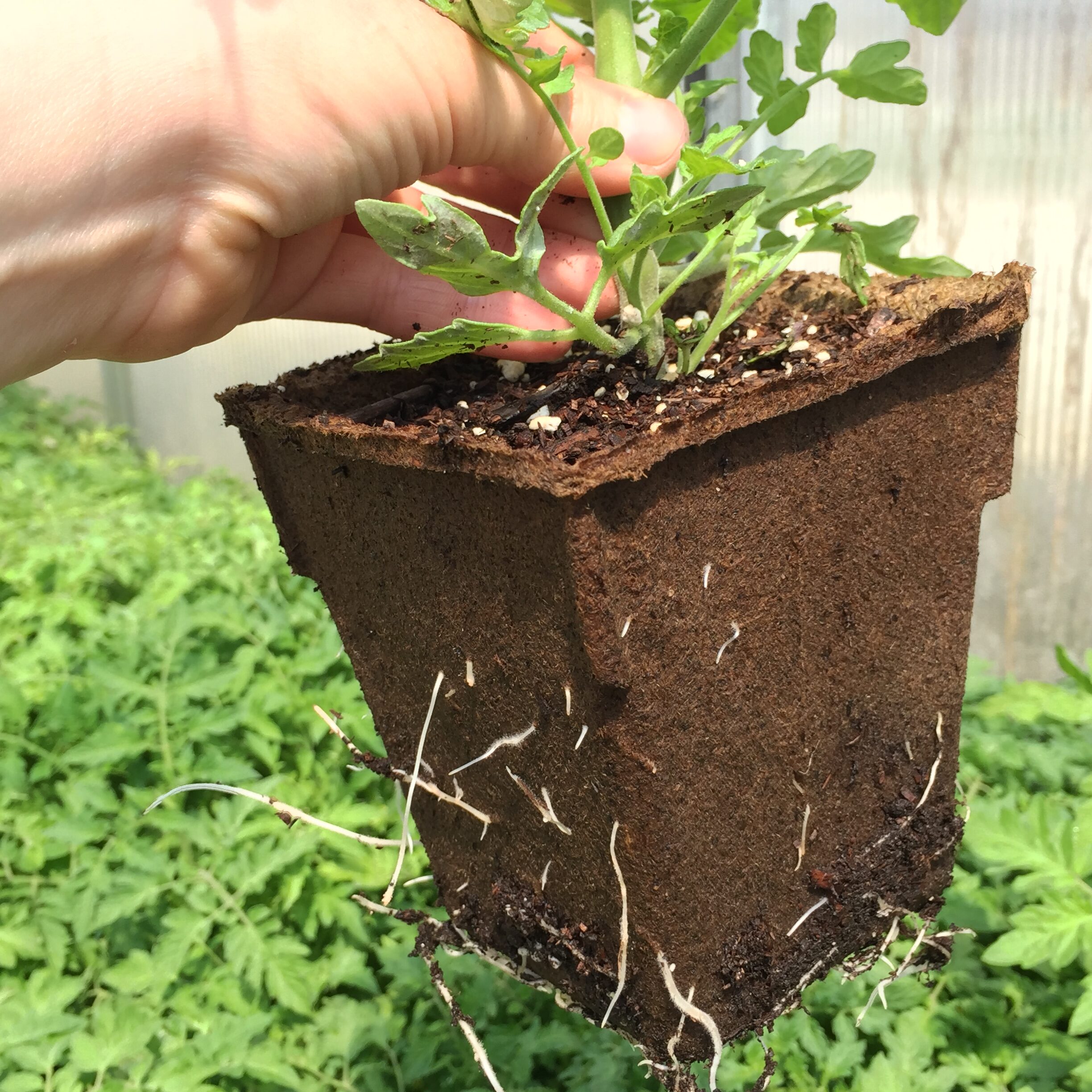 tomato growing in a 4" biodegradable pot.