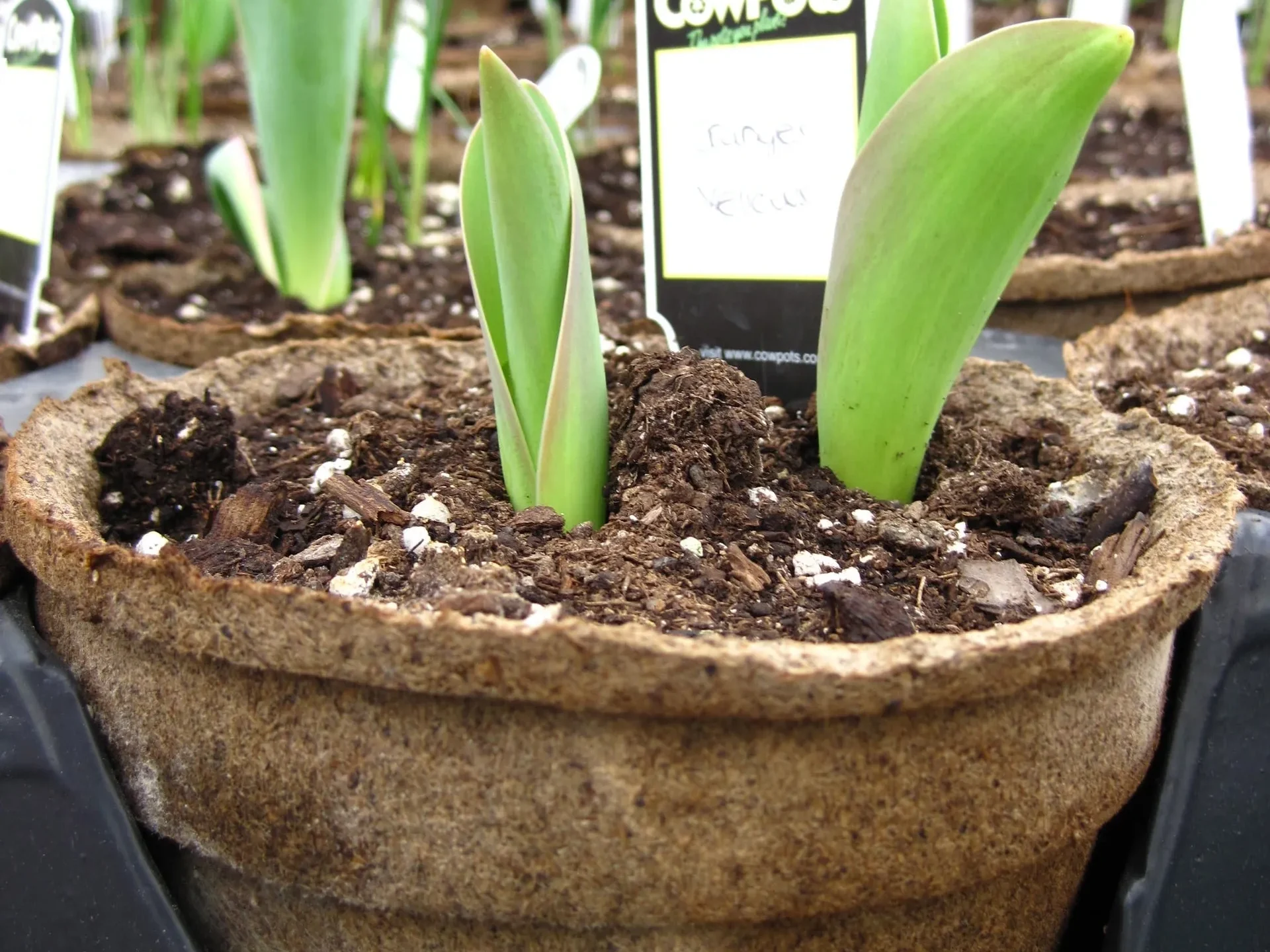 5 inch round cowpot growing bulbs