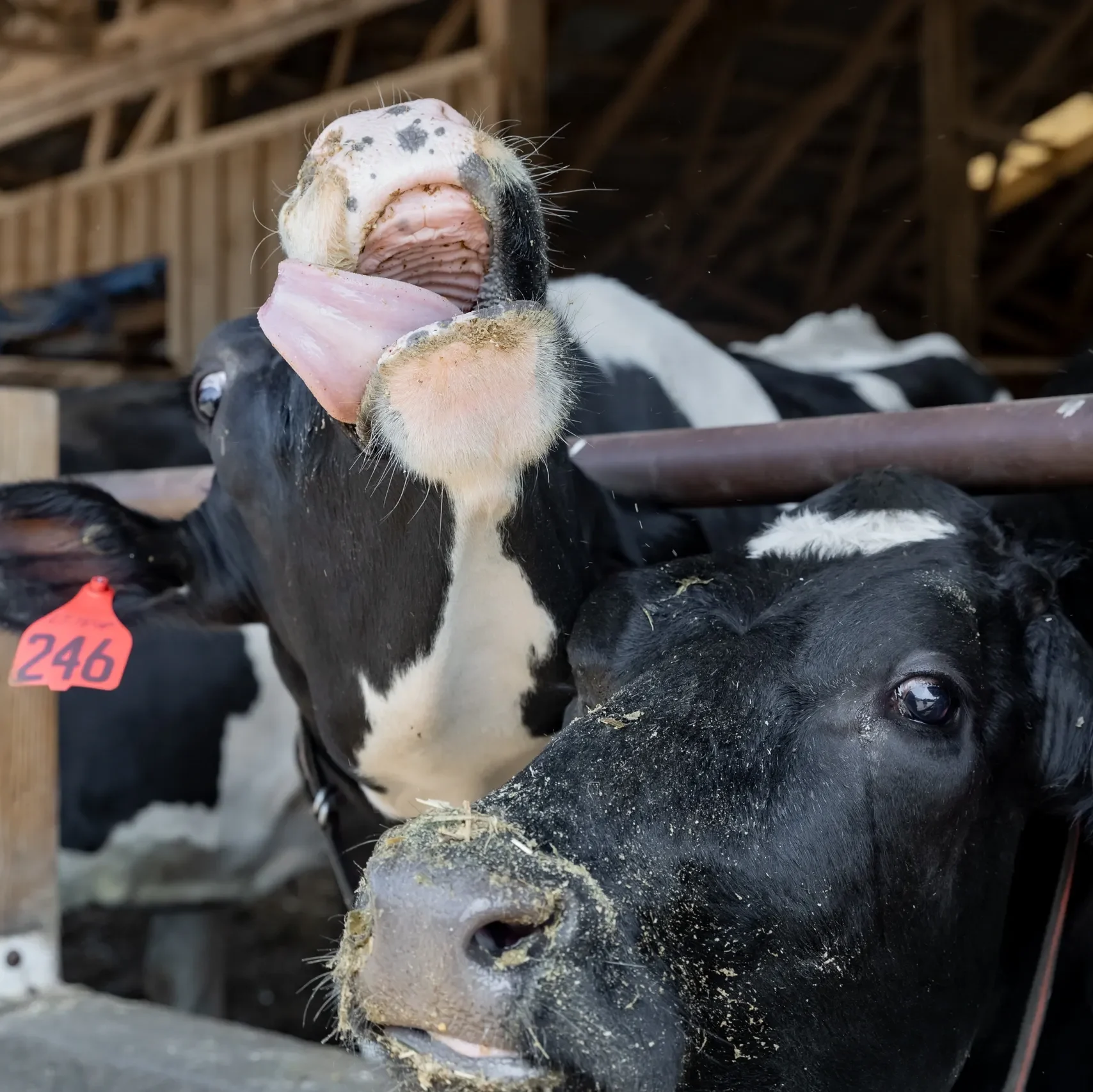 Holstein Cows