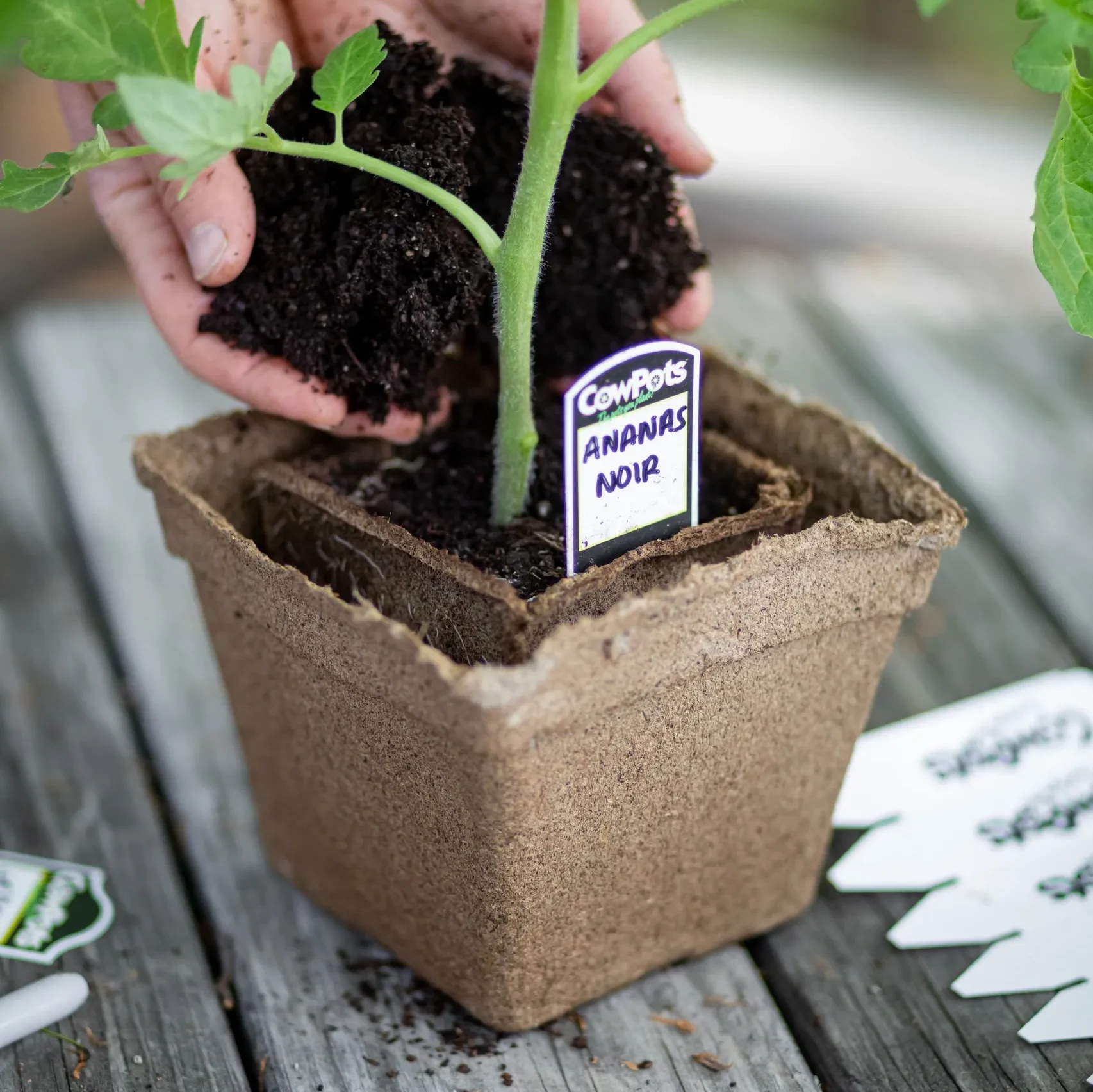 stepping up tomato plant in #4 CowPot into #5 CowPot for more soil volume and room to grow.