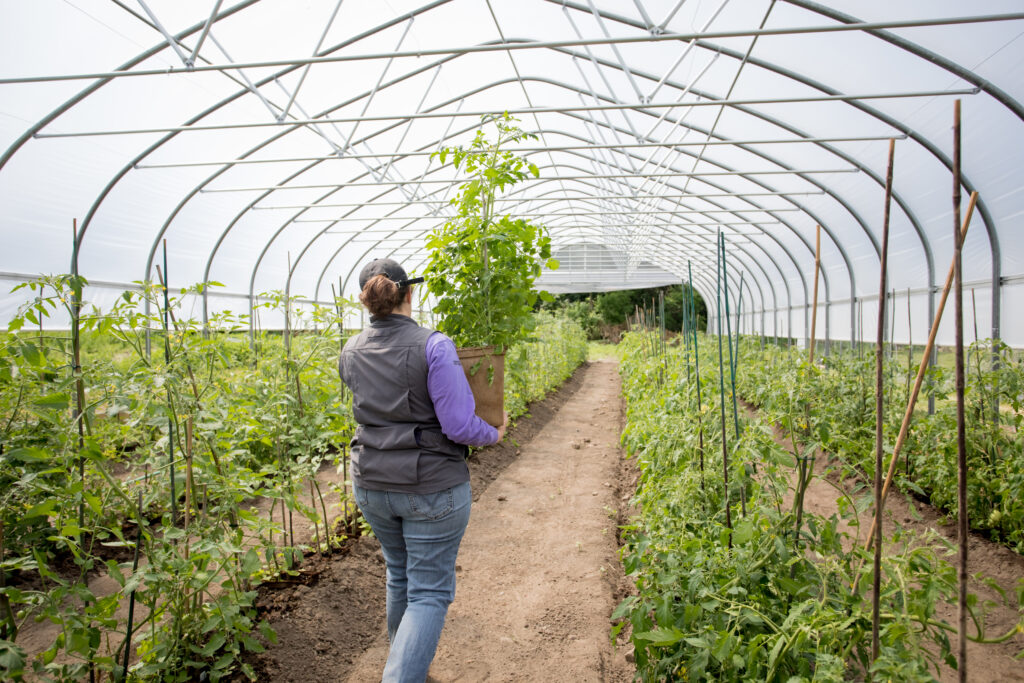 grower moving tomato plant in high tunnel production