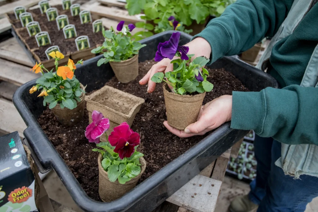 CowPots’ Complete Guide to Using Biodegradable Plant Pots