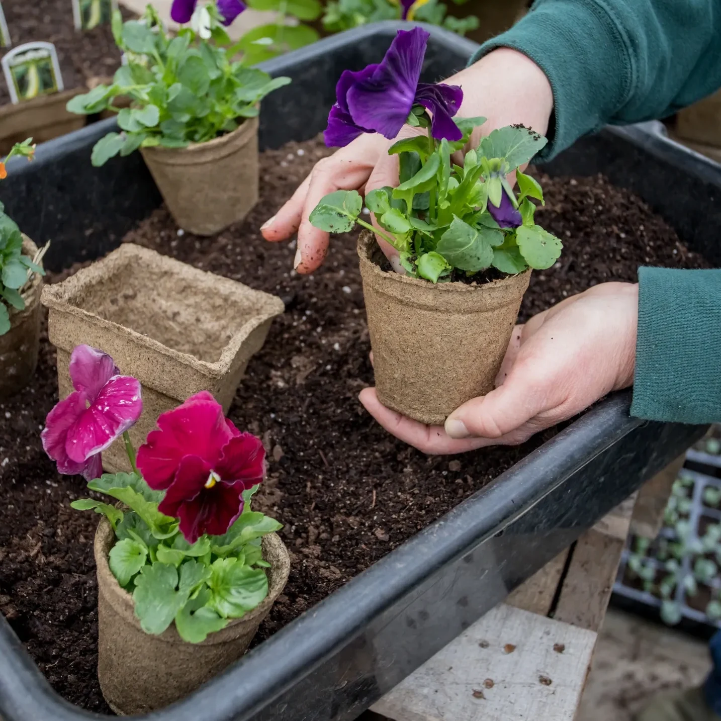 transplanting pansies in a biodegradable pot