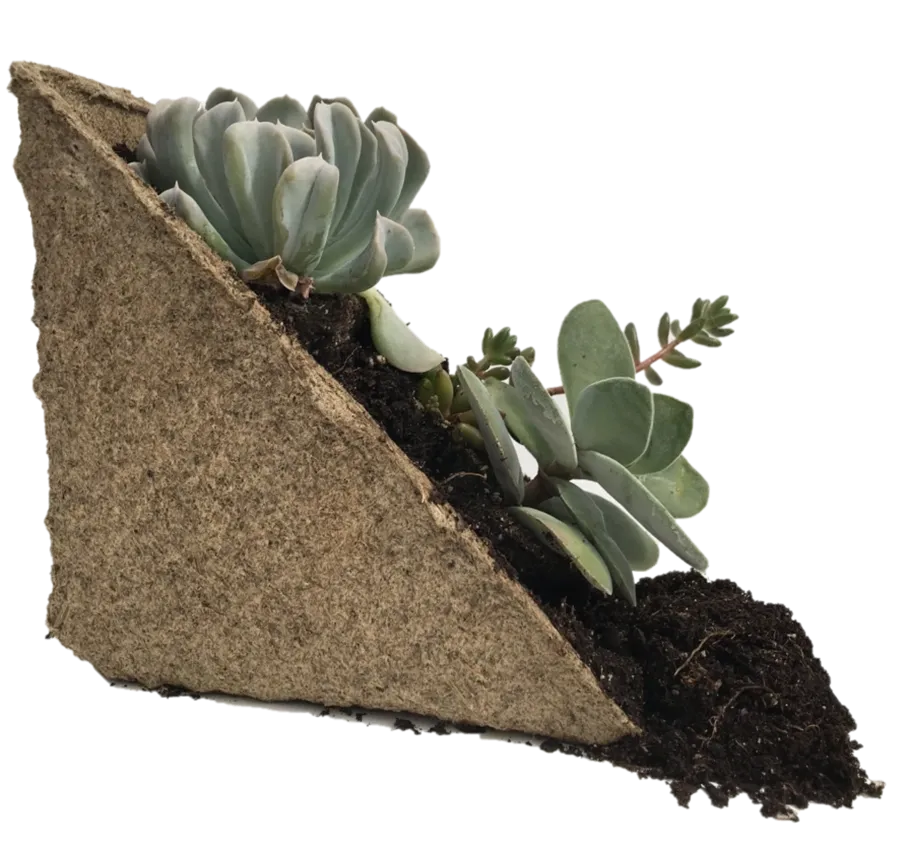 CowPots packaging corners can also serve as a growing medium, with planted succulents.