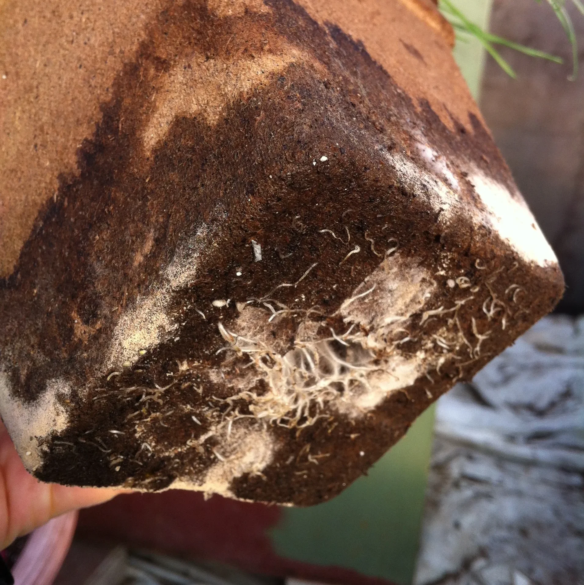 Seedlings growing in biodegradable pots, porous pot walls show where the pot is wet. Root penetration improves air pruning.