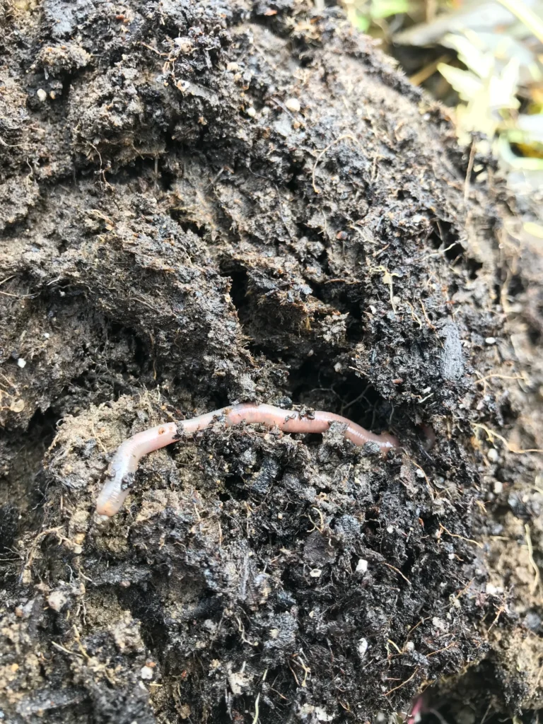 what remains of cowpot at end of growing season after planted in ground.