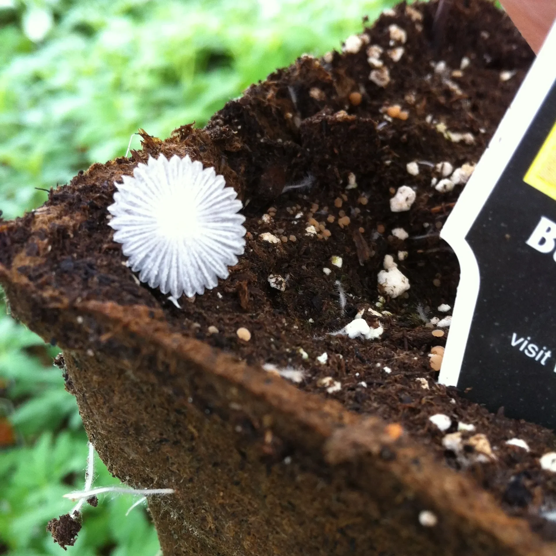 Mushrooms can grow on cowpots walls, they are not harmful.