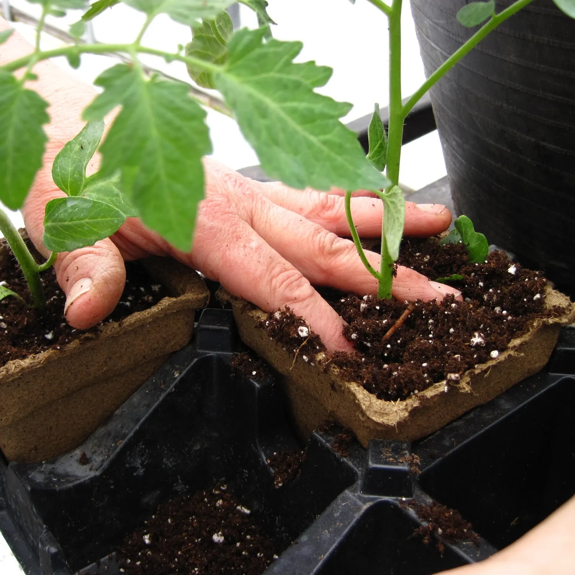 Tomato seedlings are transplanted into CowPots. 