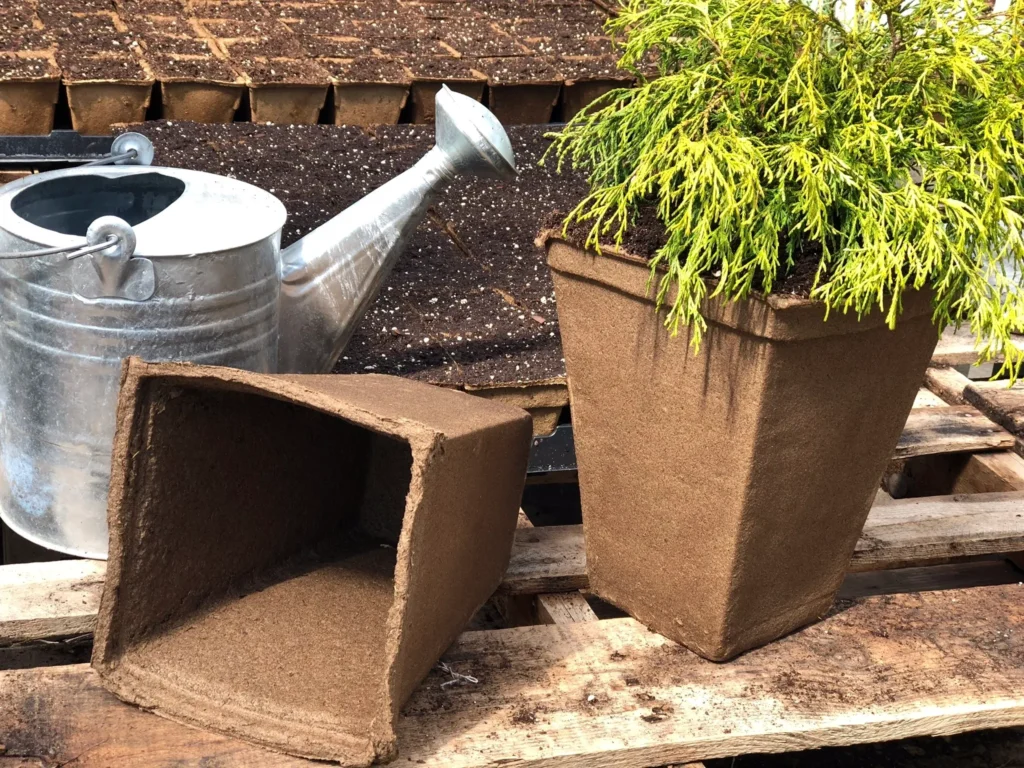 shrub growing in tall biodegradable pot next to watering can.