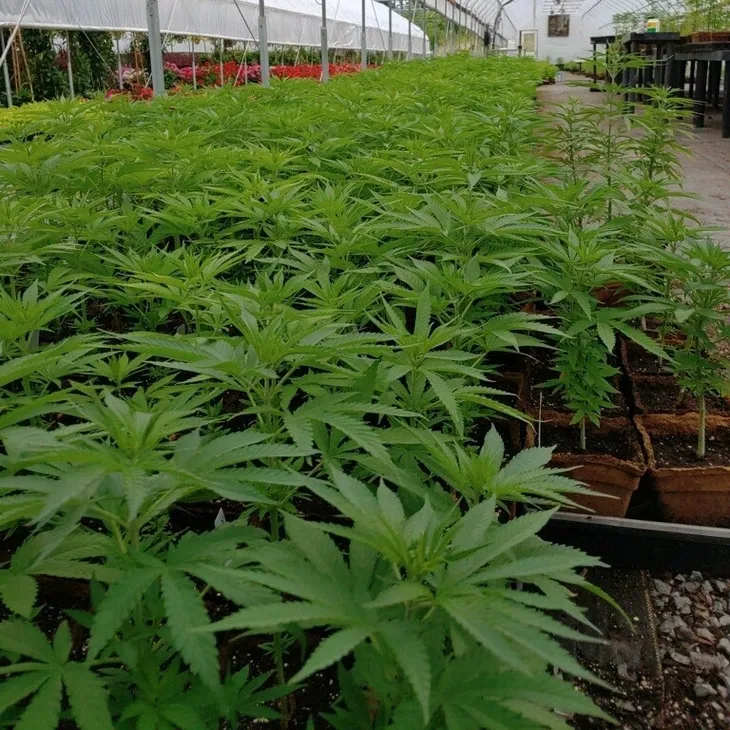 Cannabis plants growing in a greenhouse in CowPots biodegradable pots