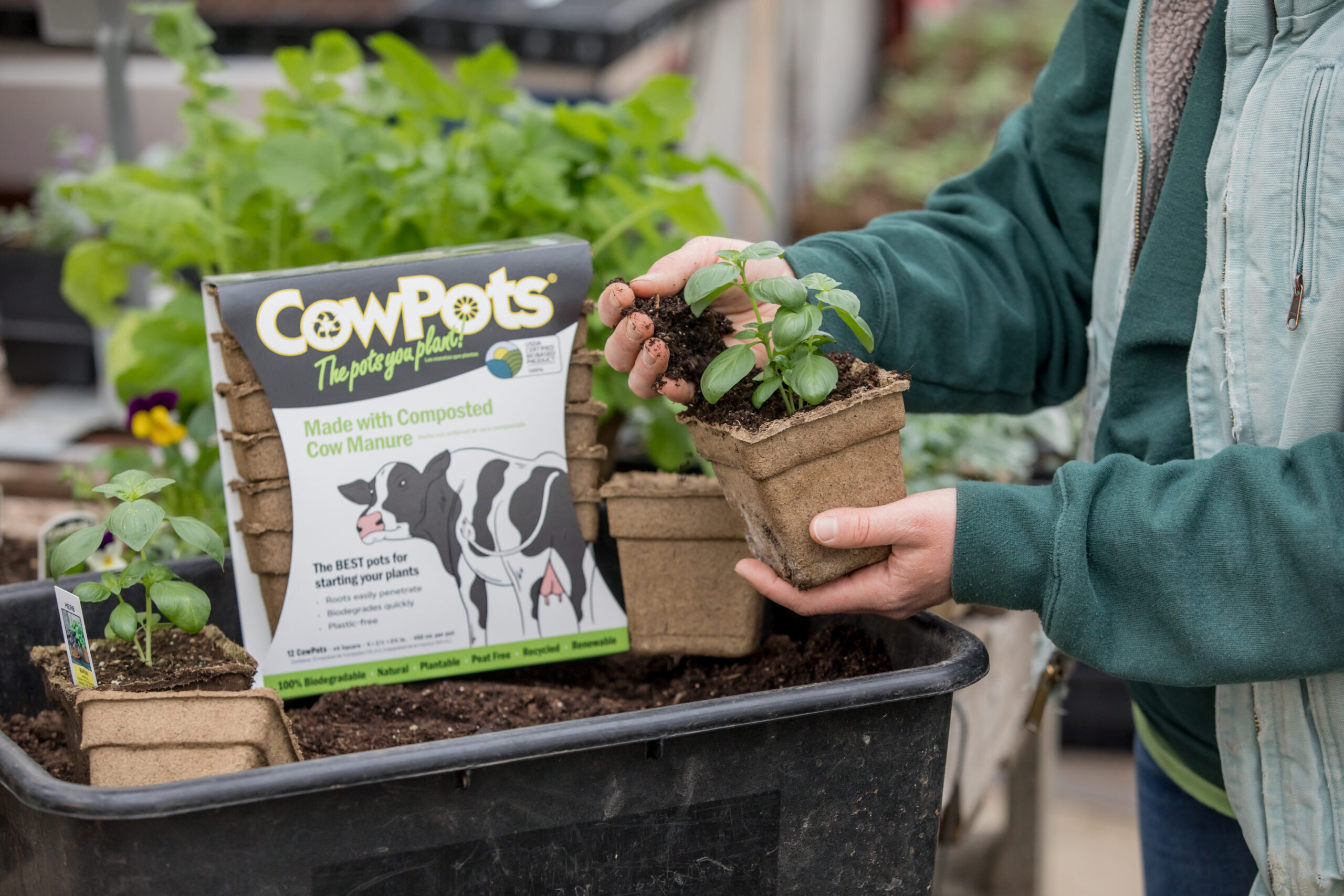 planting basil in cowpots