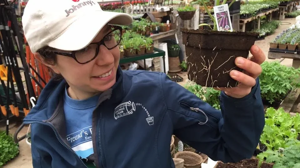 Healthy root penetration in CowPots biodegradable pots shown off by farmer's daughter.