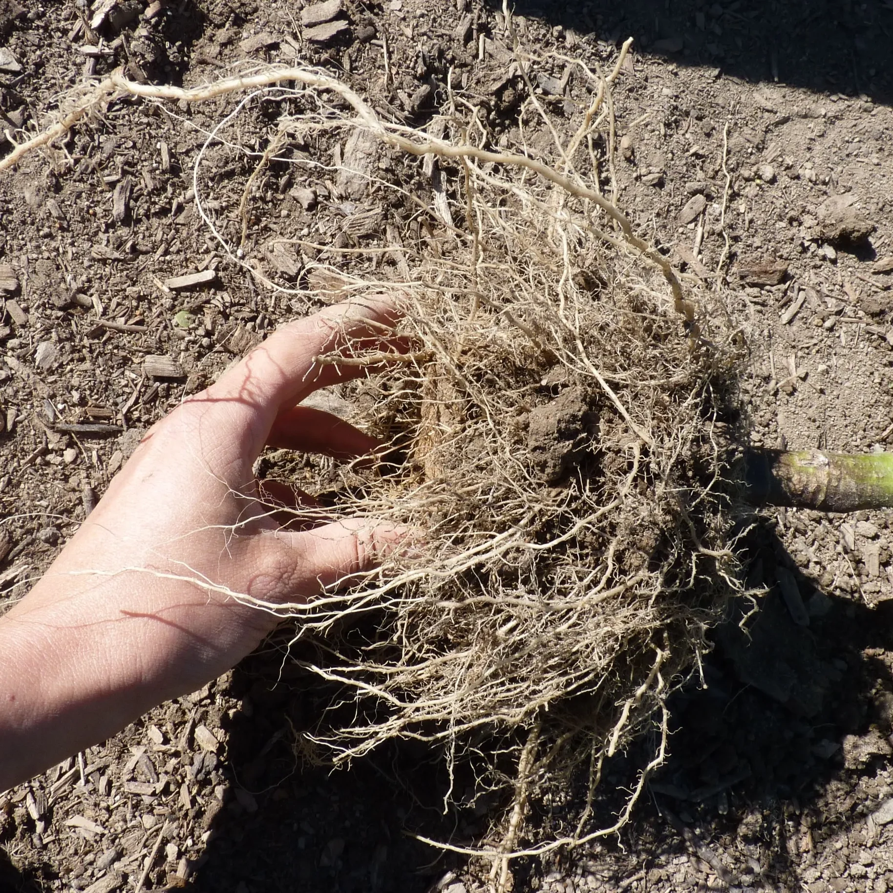 decomposed cowpot after growing in field