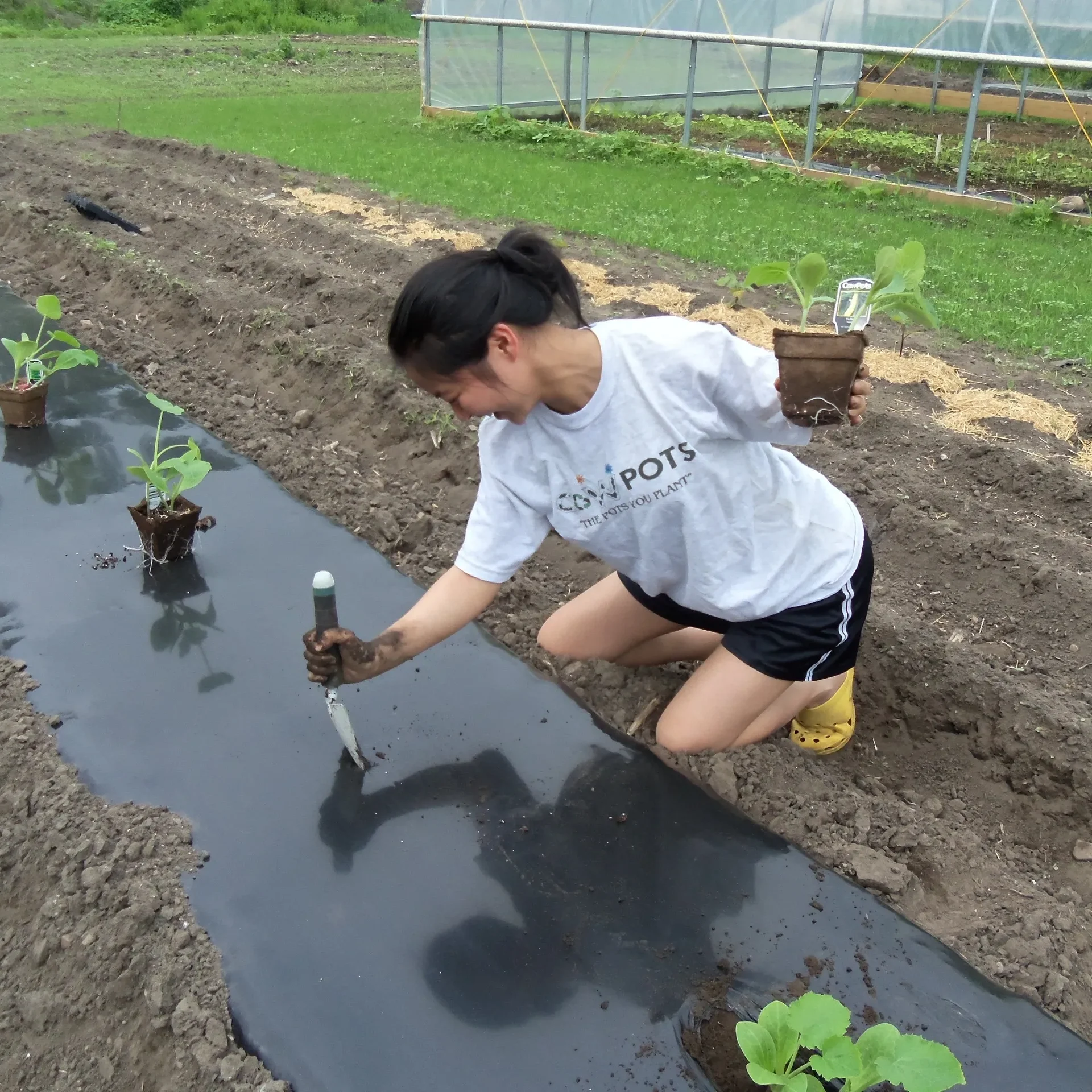 young woman transplanting biodegradable pots in the garden.