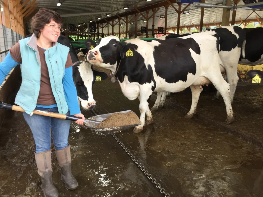 farmer with cows