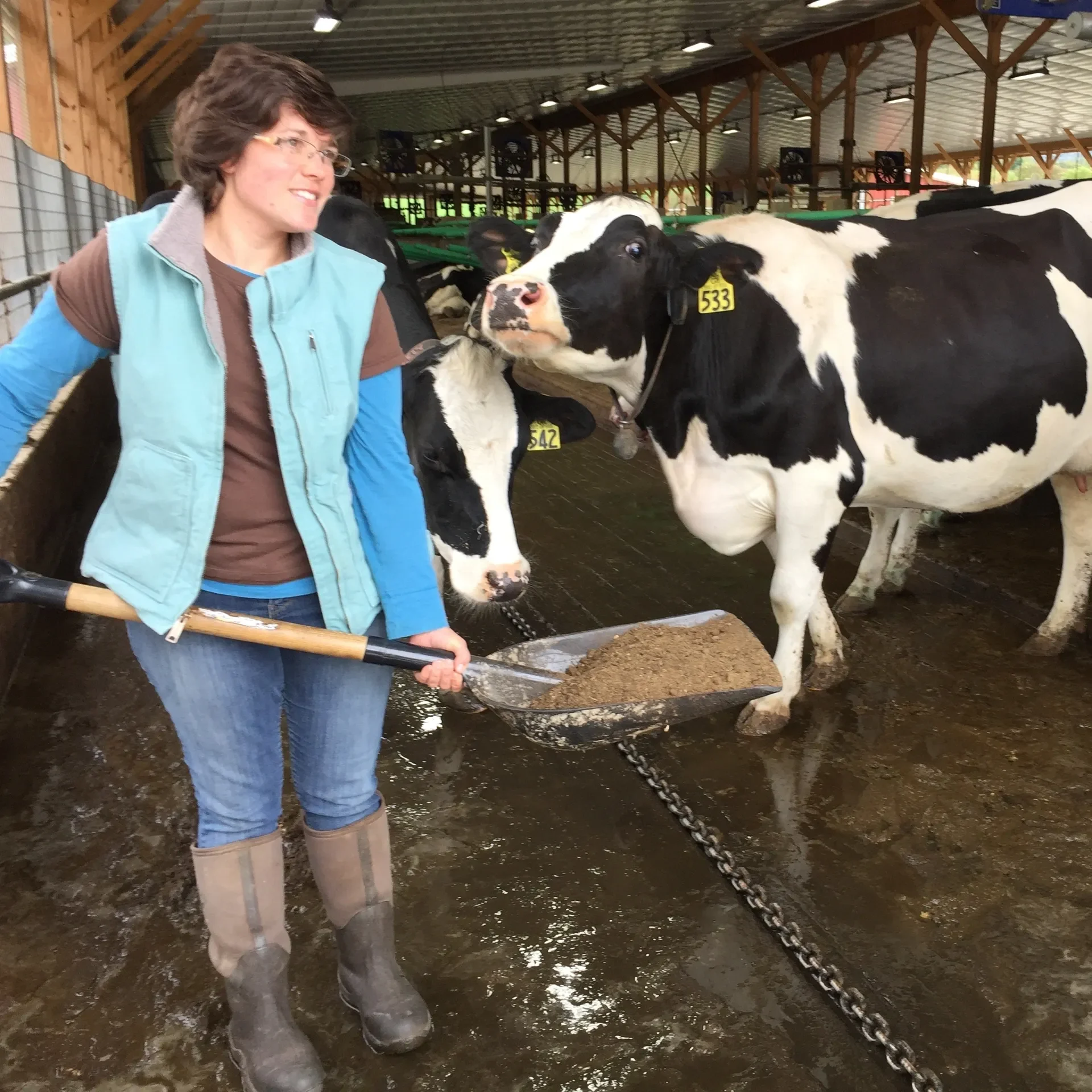 farmer holding shovel of manure in barn