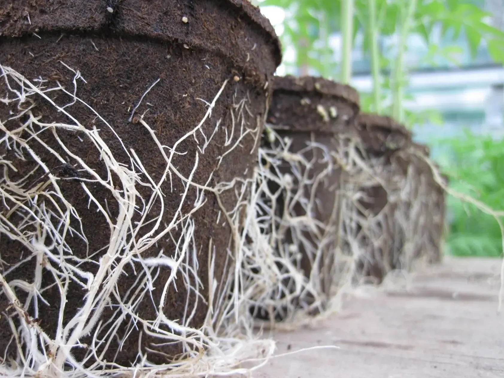 roots penetrate biodegradable pot walls