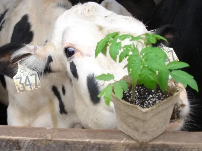  black and white cow with a planted cowpot