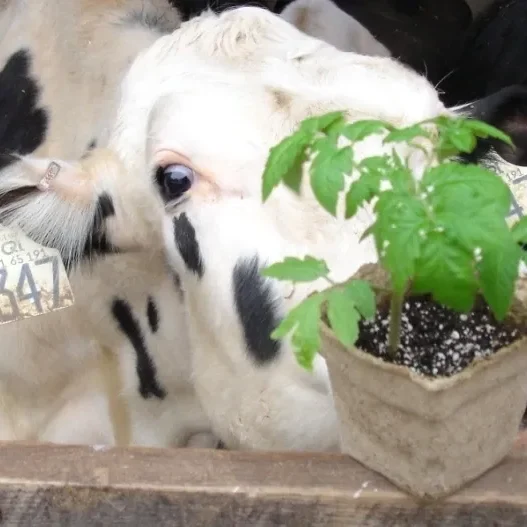 cow sniffing tomato in biodegradable pot