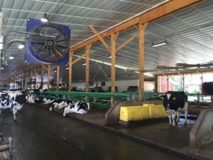 cows roaming around free stall barn