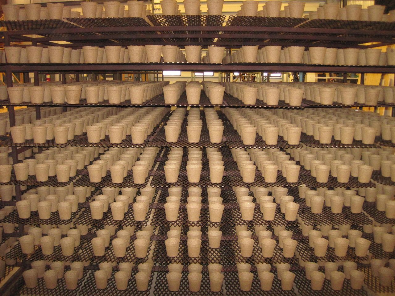 CowPots on drying cart, hot out of the oven