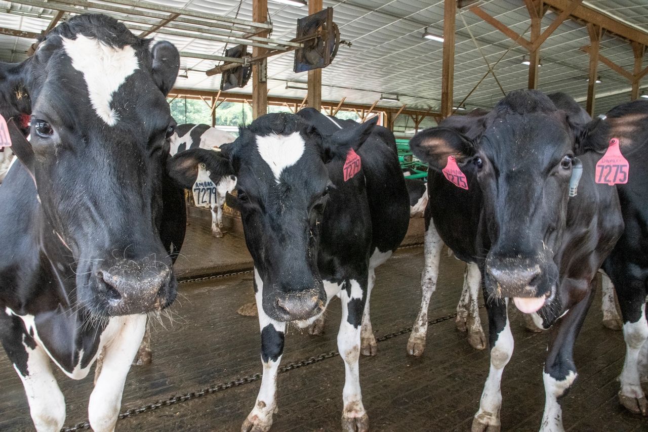 Holstein dairy cows stepping over alley scraper chain