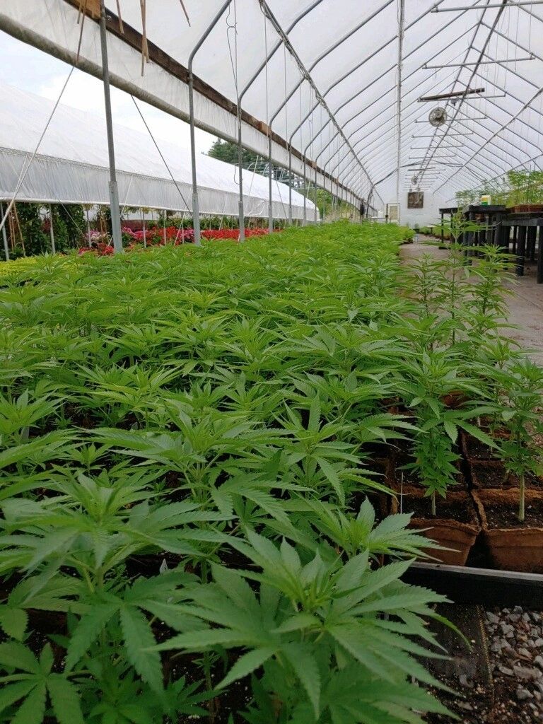 cannabis growing in CowPots in a greenhouse