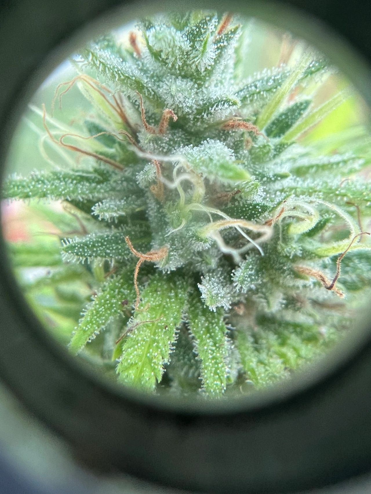 cannabis closeup