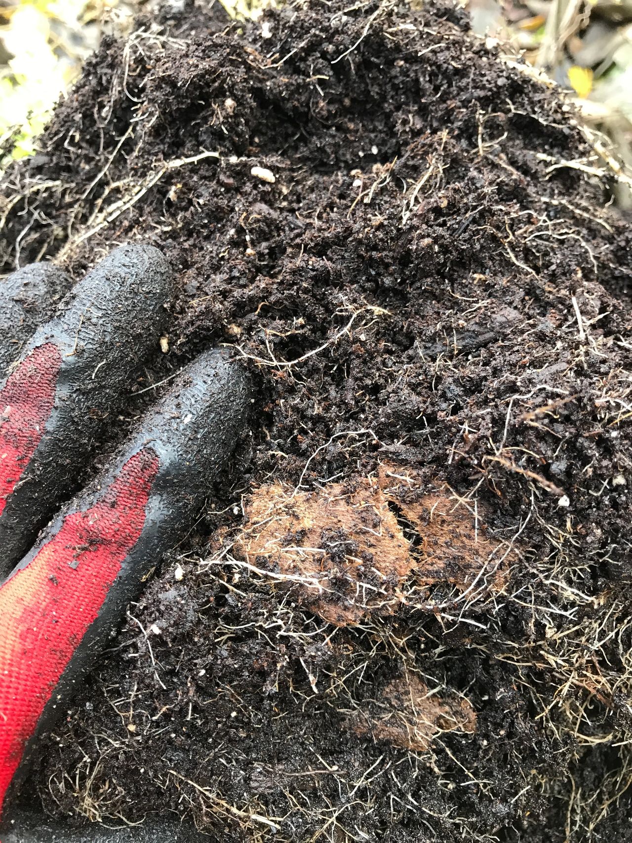 remnants of CowPot remaining in soil after one growing season