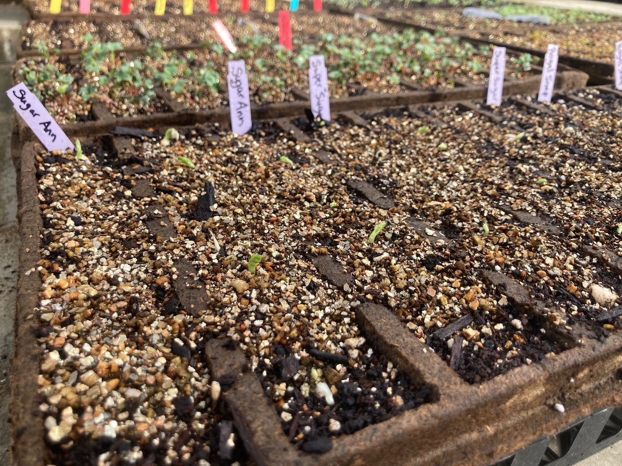 early germination of sugar snap peas in CowPots 10 Row Tray 