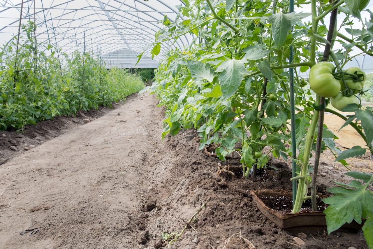 tomatoes transplanted in a high tunnel, growing in #11 square CowPots