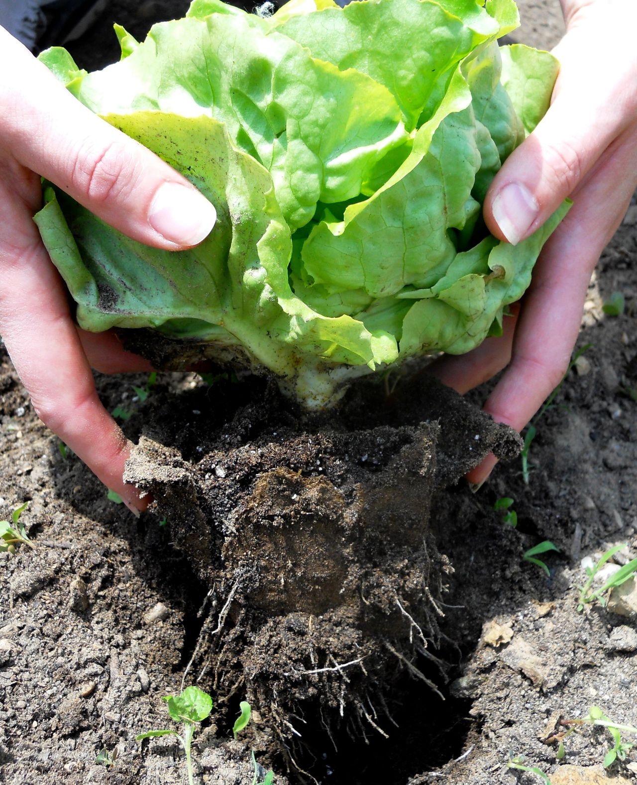 Lettuce growing in cowpot, extracted from ground after a few weeks.