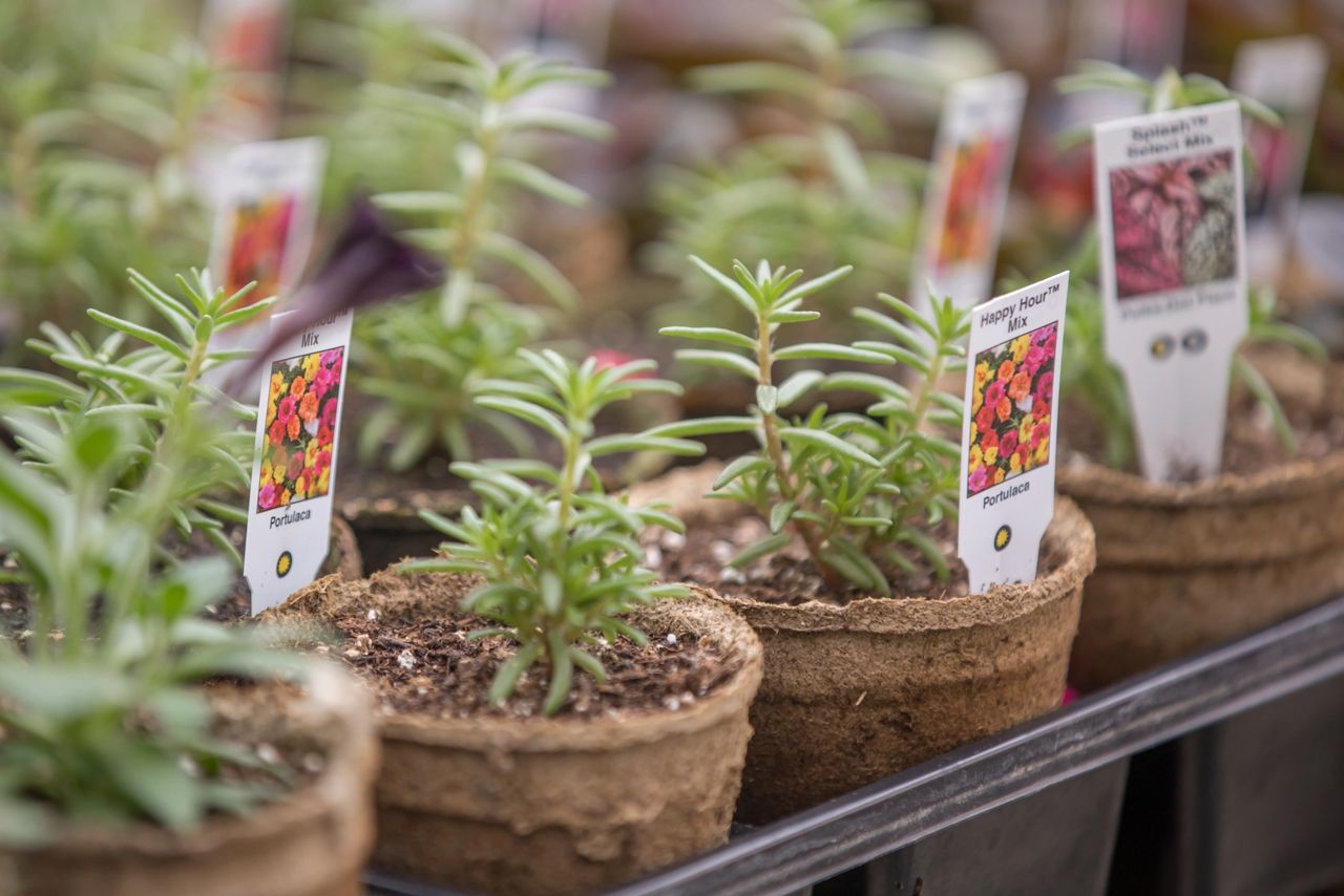 Portulaca growing in #3 round CowPots